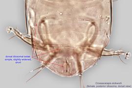  Fig. 4.  Crossacarapis eickworti  female posterior idiosoma, dorsal view. 