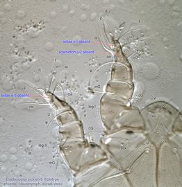  Fig. 4.  Diadasiopus eickworti  holotype phoretic deutonymph legs I-II, dorsal view. 