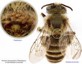  Fig. 7. Phoretic deutonymphs of  Diadasiopus  on bee  Diadasia consociata;  photo by Lindsey Seastone & Laura Hartmann, ITP. 