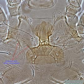  Fig. 4.  Ereynetes  cf.  amplectorus  female prodorsum, dorsal view. 