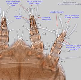  Fig. 4.  Kuzinia americana  phoretic deutonymph legs I-II, dorsal view. 