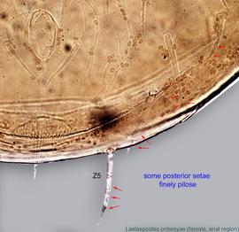  Fig. 4.  Laelaspoides ordwayae  holotype female anal region, ventral view showing finely pilose setae. 