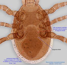  Fig. 4.  Macrocheles muscadomesticae  female idiosoma, ventral view. 