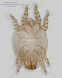  Fig. 4.  Medeus ithacaensis  hototype phoretic deutonymph, ventral view; DIC. 