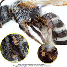  Fig. 16. Bee  Halictus frontalis  (lateral view) with phoretic deutonymphs of  Anoetus  (red arrows) and phoretic females of  Parapygmephorus  (blue arrows); photo by Lindsey Seastone amp; Laura Hartmann, ITP. 