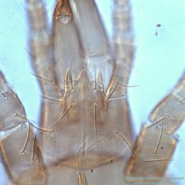  Fig. 4.  Parasitellus talparum  deutonymph gnathosoma, ventral view. 