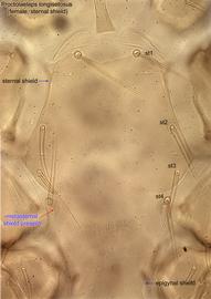  Fig. 4.  Proctolaelaps   longisetosus  female sternal shield. 