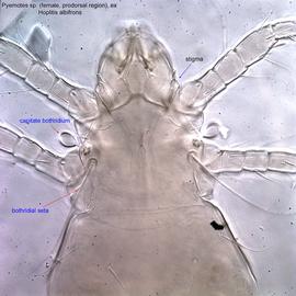  Fig. 4.  Pyemotes  sp. (ex  Hoplitis albifrons ) female prodorsal region .  