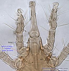  Fig. 4.  Rhinopygmephorus  sp. female anterior propodosoma and legs. 