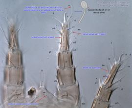  Fig. 4.  Sancassania boharti  phoretic deutonymph legs I-II, dorsal view. 