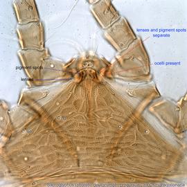  Fig. 4.  Saproglyphus  sp. (ex  Osmia aquilonaria ) phoretic deutonymph prodorsum .  