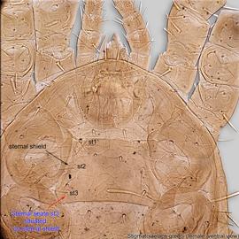  Fig. 4.  Stigmatolaelaps greeni  sternal shield. 