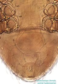  Fig. 4.  Stratiolaelaps  sp. female hysterosoma, ventral view. 