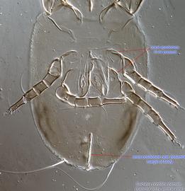  Fig. 4.  Suidasia pontifica  female hysterosoma, ventral view. 