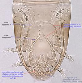  Fig. 4.  Thyreophagus  sp. phoretic deutonymph hysterosoma, ventral view. 