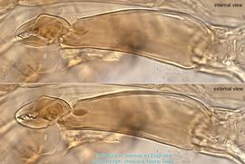  Fig. 4.  Trematura nr. bassusi  phoretic deutonymph chelicerae. 