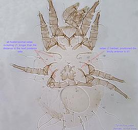  Fig. 4.  Tyrolichus casei  female idiosoma, dorsal view. 