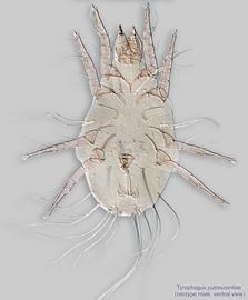  Fig. 4.  Tyrophagus putrescentiae  neotype male, ventral view. 
