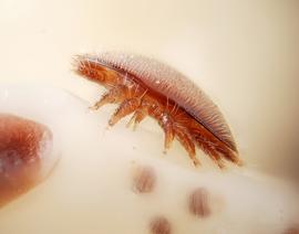  Fig. 4. Female of  Varroa destructor  parasitizing on the head of pupa of the European honey bee,  Apis mellifera;  photo by Gilles San Martin/Flickr. 