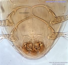  Fig. 4.  Vidia rubi  phoretic deutonymph hysterosoma, ventral view. 