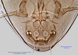  Fig. 5.  Anoetus  ex  Lasioglossum coriaceum  phoretic deutonymph attachment organ. 