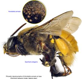  Fig. 17. Phoretic deutonymphs of  Horstiella armata  on bee  Epicharis elegans  male, lateral view; photo by Lindsey Seastone amp; Laura Hartmann, ITP. 