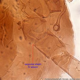  Fig. 5.  Hunteria brasiliensis  holotype female ventral hysterosoma in region of leg IV showing the absence of exopodal shields IV. 