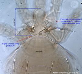  Fig. 5.  Kerdabania  female prodorsum. 