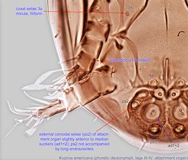  Fig. 5.  Kuzinia americana  phoretic deutonymph legs III-IV and attachment organ, ventral view. 