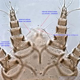  Fig. 5.  Lasioacarus morsei  phoretic deutonymph prodorsum. 