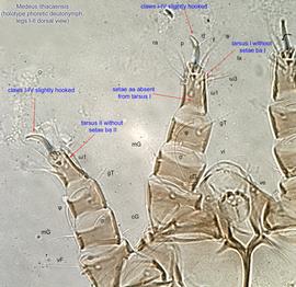  Fig. 5.  Medeus ithacaensis  holotype phoretic deutonymph legs I-II, dorsal view. 