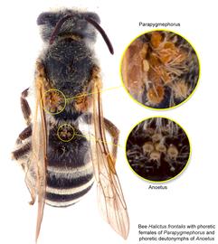  Fig. 17. Bee  Halictus frontalis  (dorsal view) with phoretic deutonymphs of  Anoetus  and phoretic females of  Parapygmephorus ; photo by Lindsey Seastone amp; Laura Hartmann, ITP. 