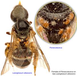  Fig. 5. Females of mite  Parascutacarus  phoretic on bee  Lasioglossum albescens;  photo by Lindsey Seastone & Laura Hartmann, ITP. 