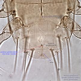  Fig. 5.  Rhinopygmephorus  sp. female posterior hysterosoma, ventral view. 