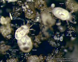  Fig. 17.  Sancassania  sp. adults and eggs. Culture established from deutonymphs collected from  Pelidnota punctata . 