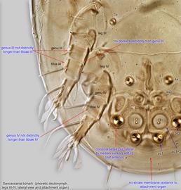  Fig. 5.  Sancassania boharti  phoretic deutonymph legs III-IV, lateral view, and attachment organ. 