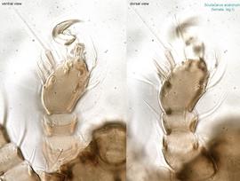  Fig. 5.  Scutacarus acarorum  female leg I. 