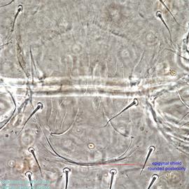  Fig. 5.  Spadiseius spathiphyllae  paratype female epigynal shield. 