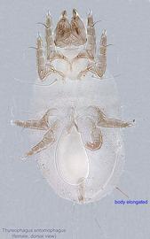  Fig. 5.  Thyreophagus entomophagus  female, dorsal view. 