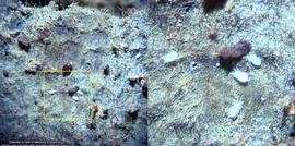  Fig. 6. Tydeidae, probably  Proctotydaeus  ( Neotydeolus ) females in nest of stingless bee  Melipona scutellaris . Nest cerumen is covered with greenish carpet of fungal mycelium. This fungus probably serves as a food source for the mites. 