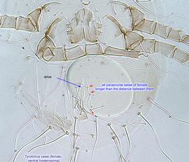  Fig. 5.  Tyrolichus casei  female hysterosoma, ventral view. 