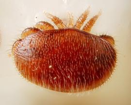  Fig. 5. Female of  Varroa destructor  on the head of pupa of the European honey bee,  Apis mellifera;  photo by Gilles San Martin/Flickr. 