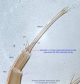  Fig. 6.  Anoetus  ex  Lasioglossum coriaceum  phoretic deutonymph leg I. 