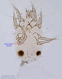  Fig. 6.  Carpoglyphus lactis  female, dorsal view. 