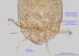  Fig. 6.  Crossacarapis eickworti  female posterior idiosoma, ventral view. 