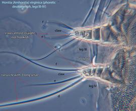  Fig. 6.  Horstia   (  Amhorstia  )   virginica  phoretic deutonymph legs III-IV. 