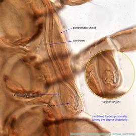  Fig. 6.  Macrocheles muscadomesticae  female peritreme. 