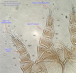  Fig. 6.  Medeus ithacaensis  holotype phoretic deutonymph legs I-II, ventral view. 