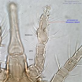  Fig. 6.  Rhinopygmephorus  sp. female leg I, lateral view. 