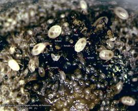  Fig. 18.  Sancassania  sp. feeding stages. Culture established from deutonymphs collected from  Pelidnota punctata . 